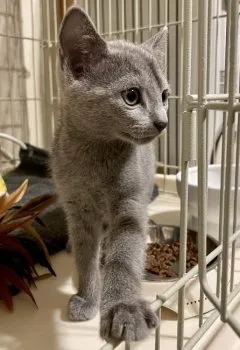 わたりや 様のお迎えした子猫