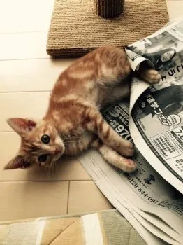レオパパ 様のお迎えした子猫