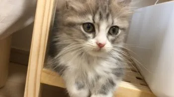 秋 様のお迎えした子猫