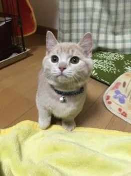 こたこゆ 様のお迎えした子猫