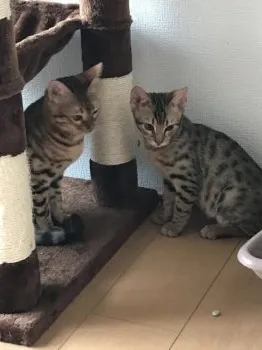 たくや 様のお迎えした子猫