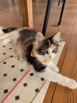 ysk 様のお迎えした子猫