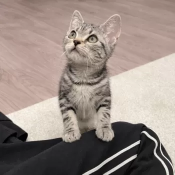 C.S 様のお迎えした子猫