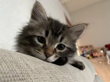 manu 様のお迎えした子猫