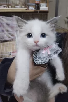 K❤︎K 様のお迎えした子猫