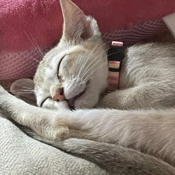 M.S 様のお迎えした子猫