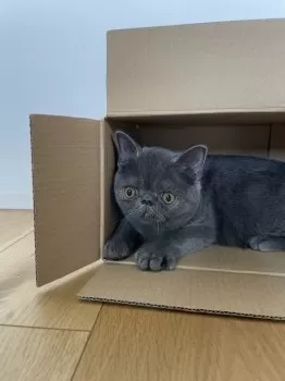 A.A 様のお迎えした子猫
