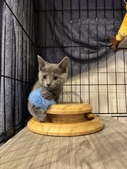 なめこ 様のお迎えした子猫