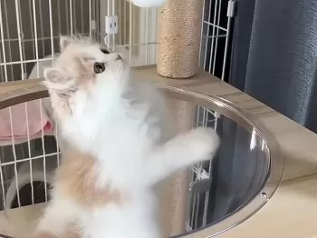 Y.K 様のお迎えした子猫