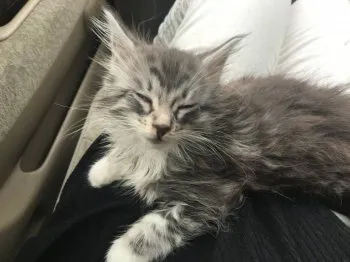 愛 様のお迎えした子猫