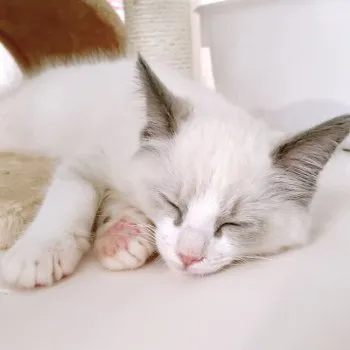 モカ 様のお迎えした子猫