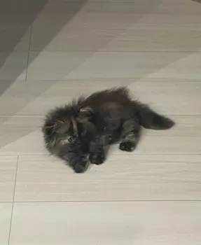 T.K 様のお迎えした子猫