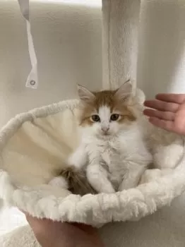 fumi 様のお迎えした子猫