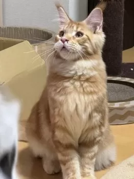 トリス 様のお迎えした子猫