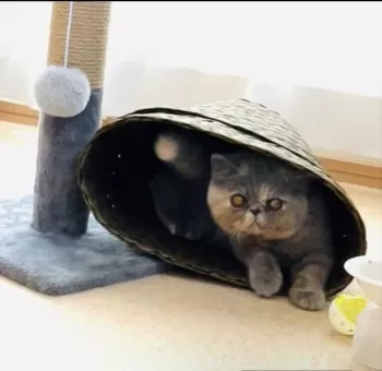 とっさん 様のお迎えした子猫