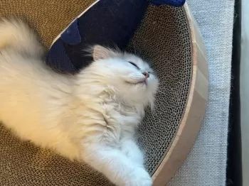 N.O 様のお迎えした子猫