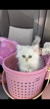 MM6 様のお迎えした子猫