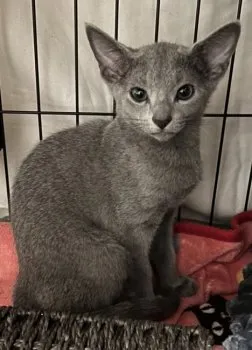 きなこ 様のお迎えした子猫