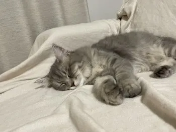 N 様のお迎えした子猫