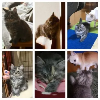 玲奈のはは 様のお迎えした子猫