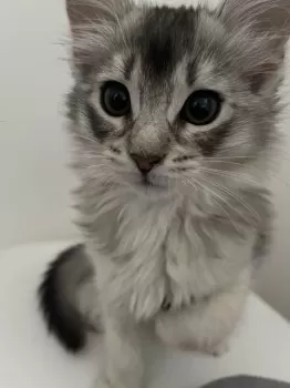 K.K 様のお迎えした子猫