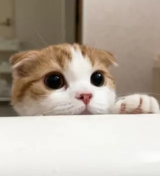 あお 様のお迎えした子猫