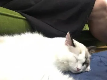 コタ 様のお迎えした子猫