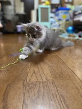 yamamoto 様のお迎えした子猫