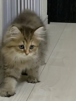 まぁや 様のお迎えした子猫