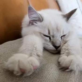 T.H. 様のお迎えした子猫