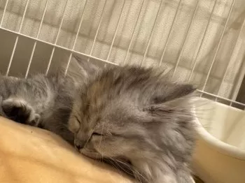 チャビ 様のお迎えした子猫