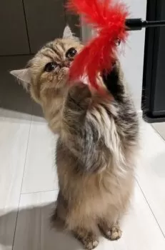 A.F 様のお迎えした子猫