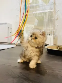 M&M 様のお迎えした子猫