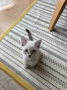 Minnie 様のお迎えした子猫