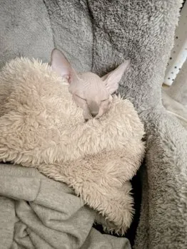 もちこ 様のお迎えした子猫