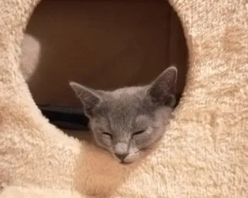 N.T 様のお迎えした子猫