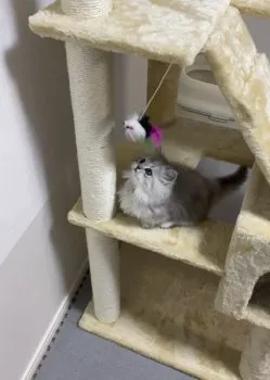 なおねこ 様のお迎えした子猫