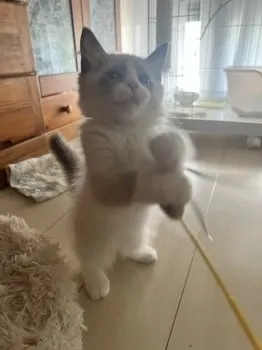 みーちゃん 様のお迎えした子猫