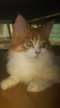 reo 様のお迎えした子猫
