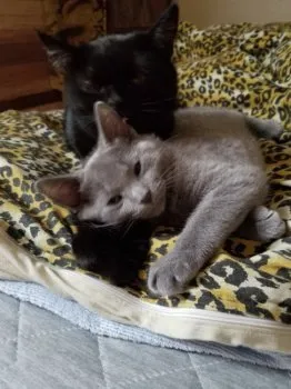 そっさん 様のお迎えした子猫