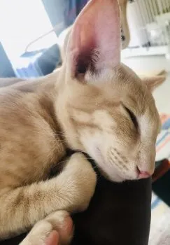 ikumi 様のお迎えした子猫