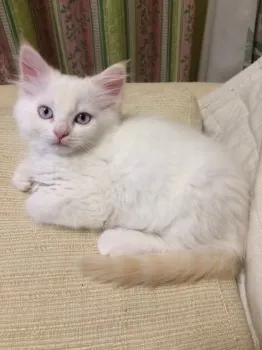 ラガ3匹のママ 様のお迎えした子猫