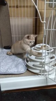 ヒサコ 様のお迎えした子猫