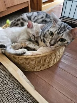 kotokoto 様のお迎えした子猫