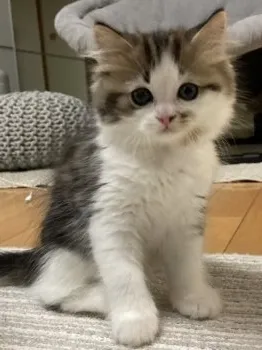 らんらん 様のお迎えした子猫