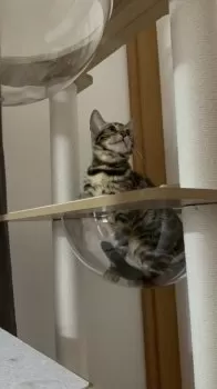 みぽ 様のお迎えした子猫