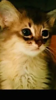 PITO 様のお迎えした子猫