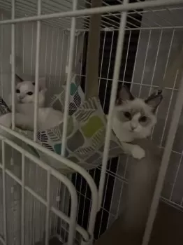 M.S 様のお迎えした子猫