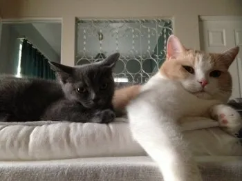 ノボタ 様のお迎えした子猫