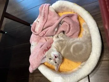 レオン 様のお迎えした子猫